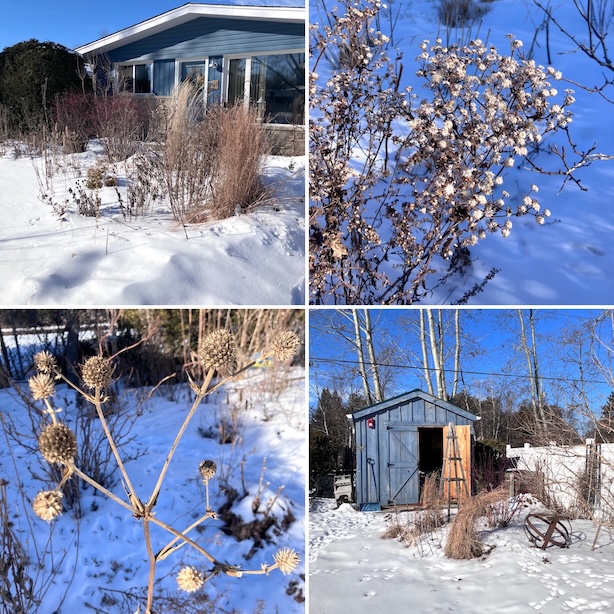 Scenes from the winter garden to show the snow and seed heads
